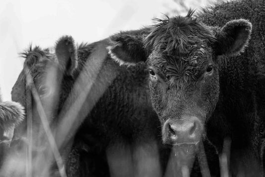 Cattle Roaming Pastures